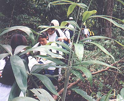 thru Forest.JPG (52600 bytes)